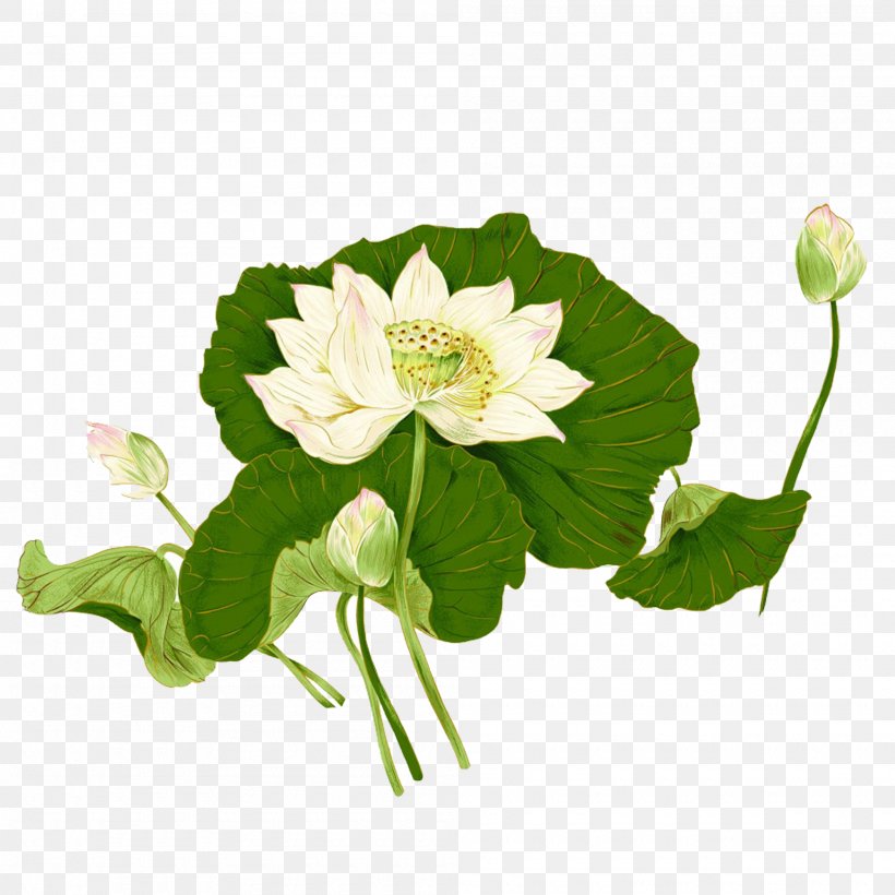 Sacred Lotus Image Illustration Art, PNG, 2000x2000px, Sacred Lotus, Anemone, Art, Botany, Flower Download Free