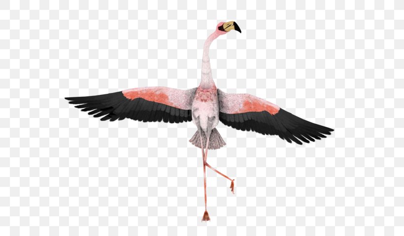 Water Bird Greater Flamingo Beak Clip Art, PNG, 600x480px, Bird, Animal, Art, Beak, Drawing Download Free