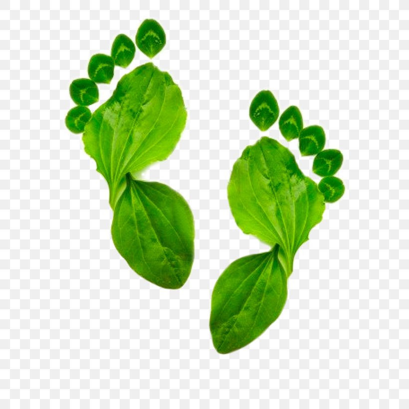 Ecological Footprint Image Carbon Footprint Natural Environment, PNG, 580x820px, Ecological Footprint, Basil, Carbon Footprint, Ecology, Environmentally Friendly Download Free