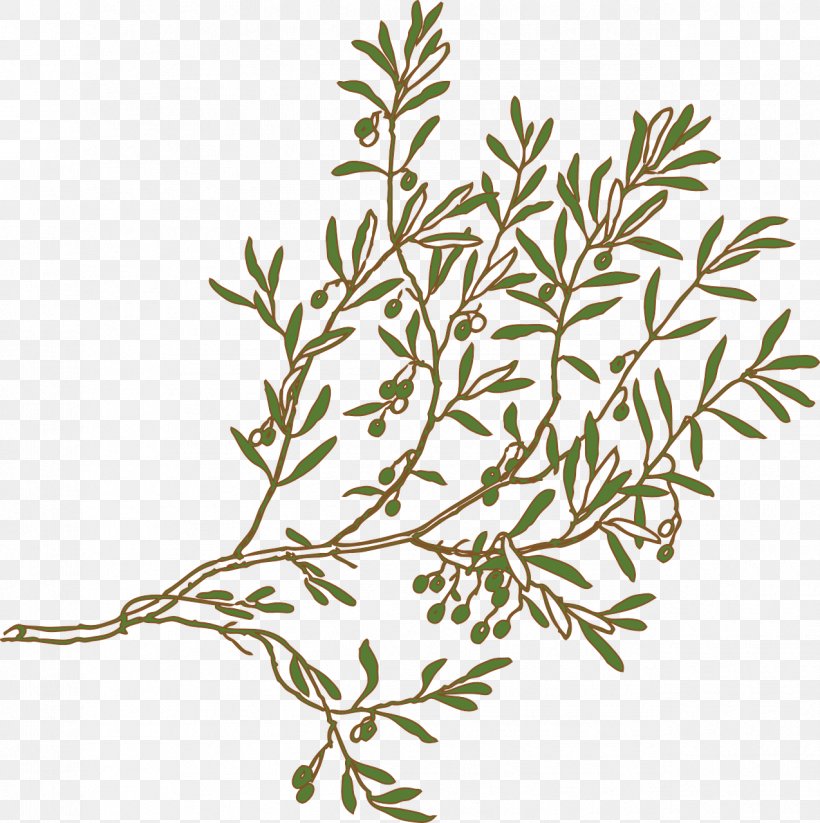 Olive Branch Clip Art, PNG, 1274x1280px, Olive Branch, American Larch, Branch, Drawing, Flower Download Free