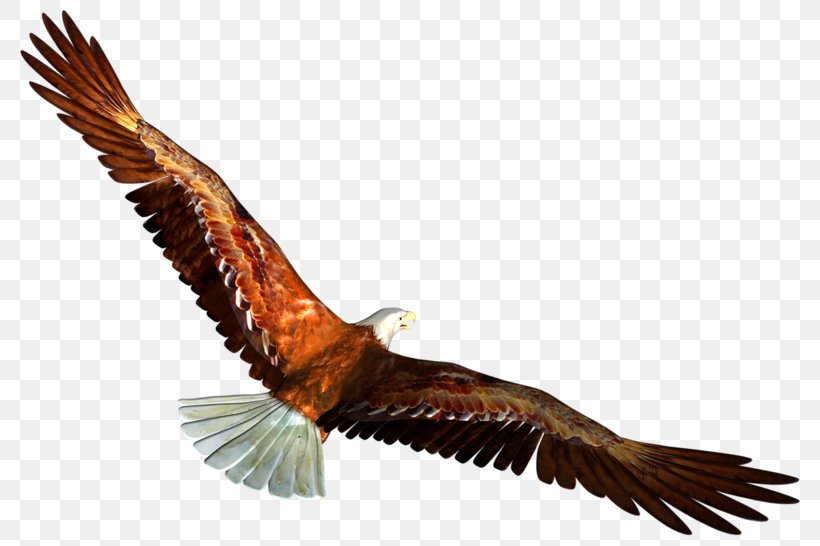 Bald Eagle Bird Clip Art, PNG, 800x546px, Bald Eagle, Accipitriformes, Beak, Bird, Bird Of Prey Download Free