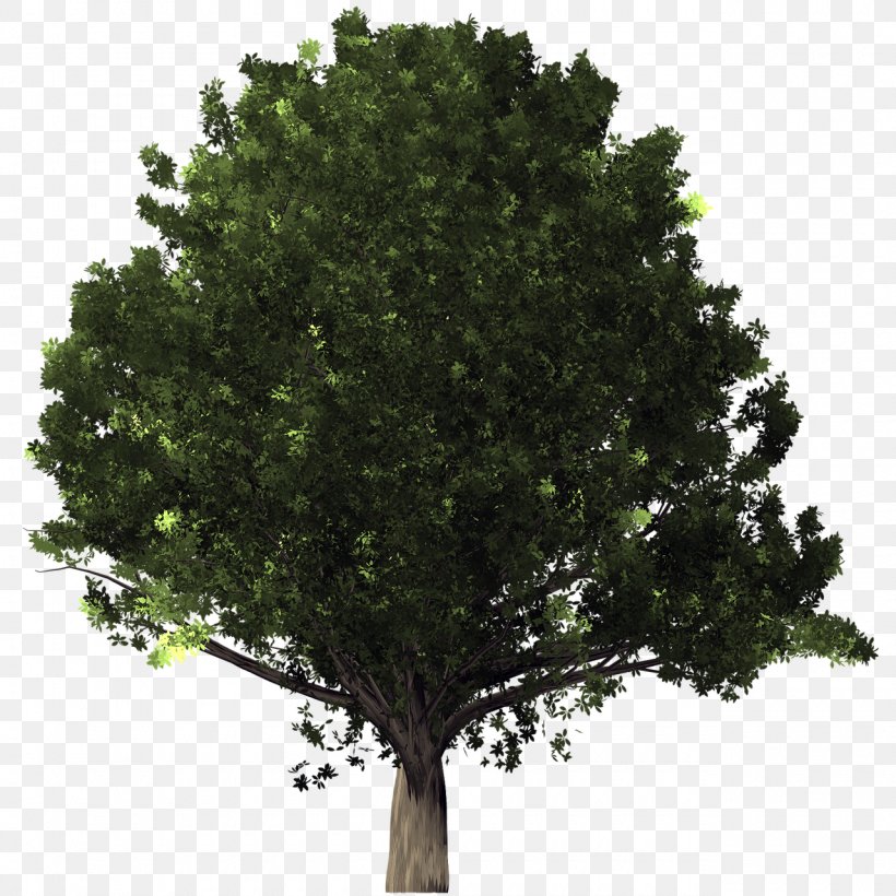 Desktop Wallpaper Tree Clip Art, PNG, 1280x1280px, Tree, Branch, English Oak, Evergreen, Oak Download Free