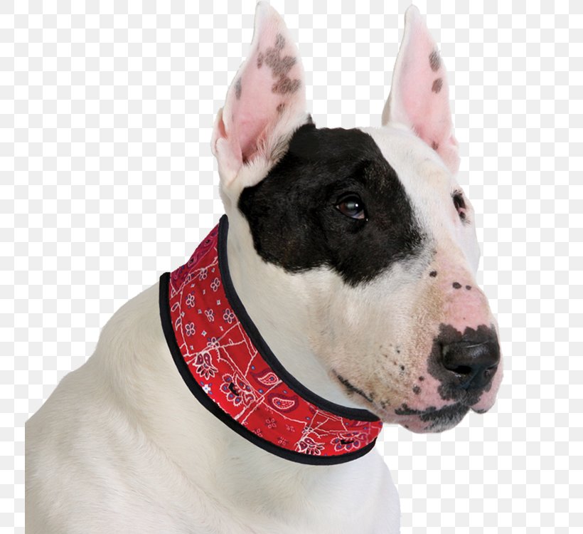 Dog Collar Leash Ferret Cat, PNG, 750x750px, Dog, American Pit Bull Terrier, Animal, Bull And Terrier, Bull Terrier Download Free