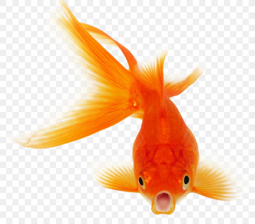 Koi Goldfish Clip Art, PNG, 1024x900px, Koi, Bony Fish, Bony Fishes, Carp, Common Carp Download Free
