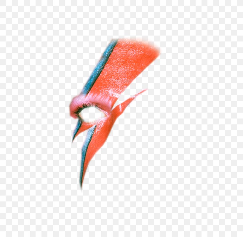 Bird Beak Seafood Cosmetics, PNG, 800x800px, Bird, Beak, Close Up, Cosmetics, David Bowie Download Free
