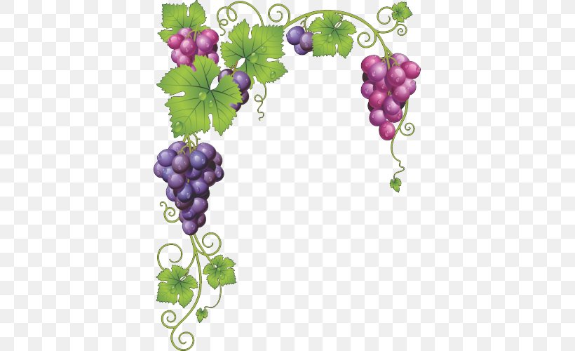 Common Grape Vine Wine Grape Leaves, PNG, 500x500px, Common Grape Vine, Drawing, Flowering Plant, Food, Fruit Download Free