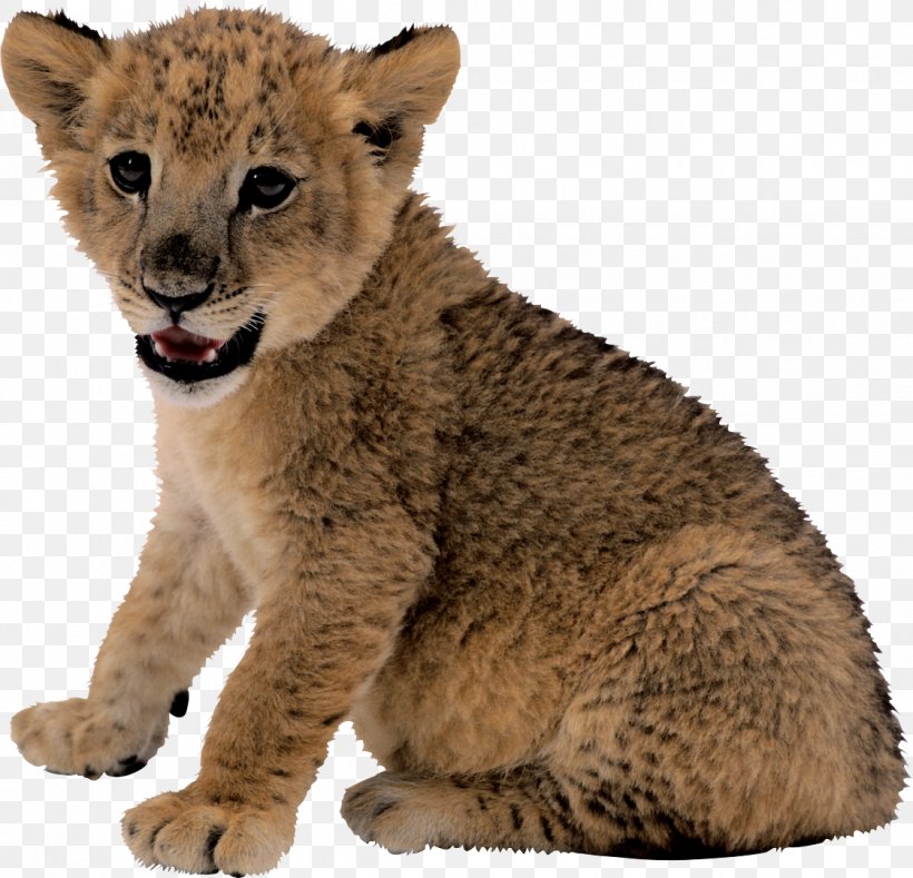 Lion Cougar Black Panther, PNG, 1122x1080px, Lion, Big Cats, Black Panther, Carnivoran, Cat Like Mammal Download Free