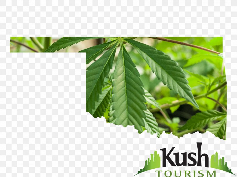 Cannabis In Oklahoma Cannabis In Oklahoma Medical Cannabis Kush, PNG, 1500x1125px, Cannabis, Cannabidiol, Cannabis Industry, Hemp, Hemp Family Download Free