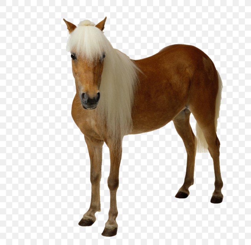 Horse Clip Art, PNG, 800x800px, Horse, Animal Figure, Colt, Foal, Horse Like Mammal Download Free