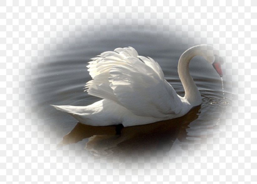 .nl Landscape Beak Feather Water, PNG, 800x588px, Landscape, Beak, Bird, Ducks Geese And Swans, Feather Download Free
