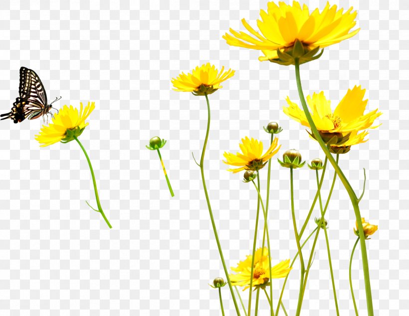 Yellow Flower Cdr Clip Art, PNG, 2424x1874px, Yellow, Butterfly, Calendula, Cdr, Chamaemelum Nobile Download Free