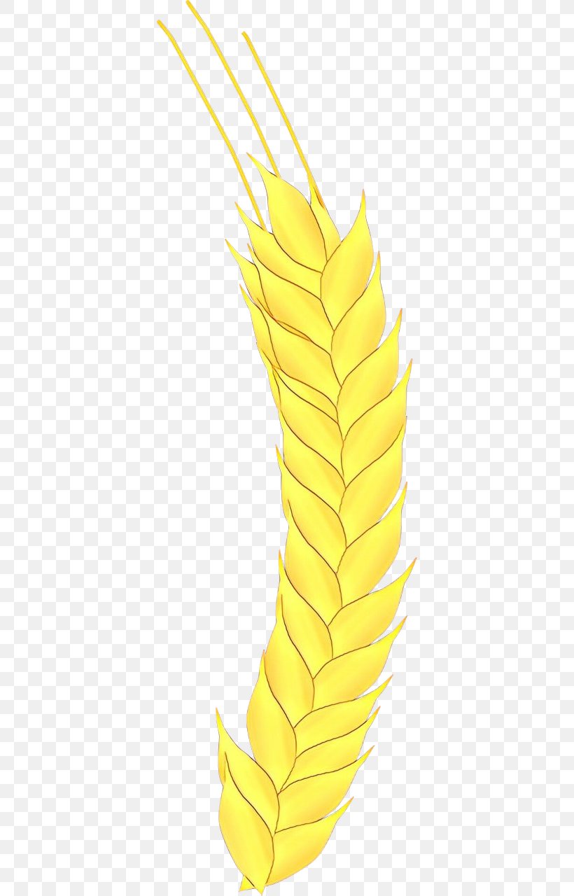 Feather, PNG, 640x1280px, Yellow, Corn, Feather, Food Grain, Grass Family Download Free