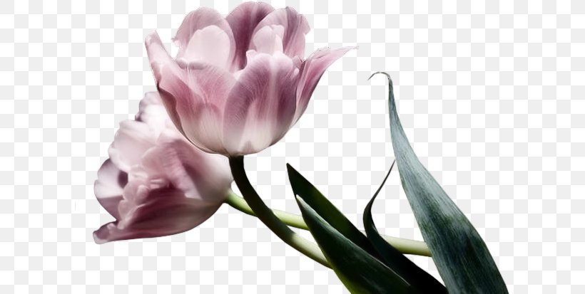 Flower Tulip, PNG, 609x413px, Flower, Computer Animation, Cut Flowers, Floral Design, Floristry Download Free