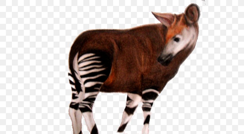 Okapi Art Animal Information, PNG, 600x450px, Okapi, Animal, Art, Bongo, Definition Download Free