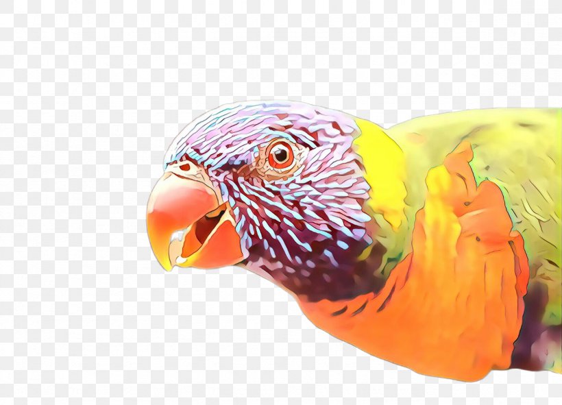 Bird Beak Parrot Parakeet Macaw, PNG, 2356x1699px, Cartoon, Beak, Bird, Budgie, Closeup Download Free