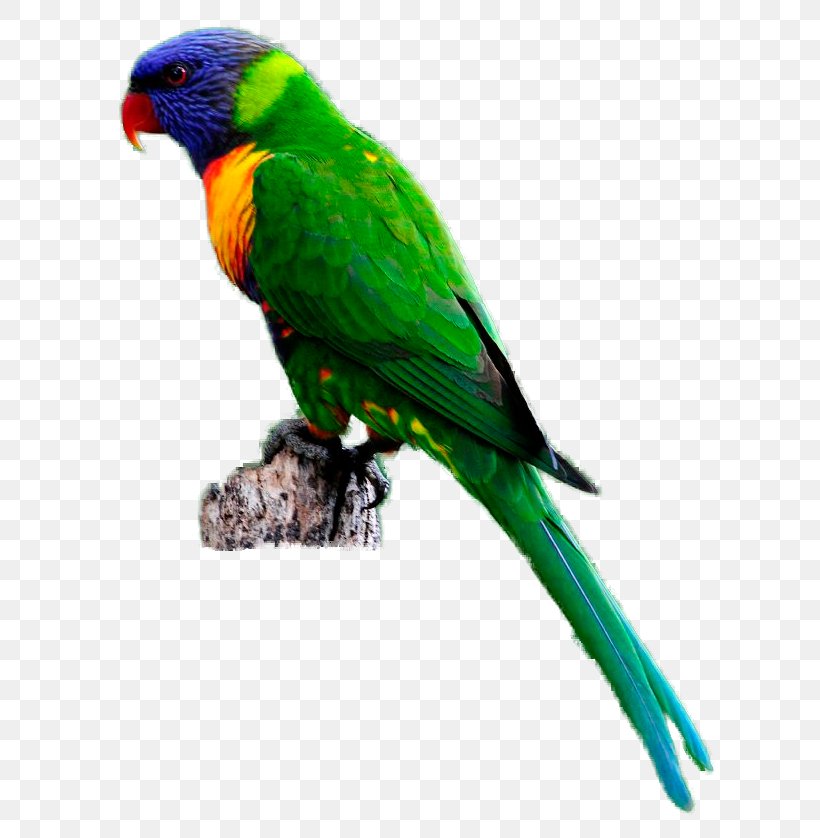 Budgerigar Parrot Bird Rainbow Lorikeet Clip Art, PNG, 645x838px, Budgerigar, Beak, Bird, Common Pet Parakeet, Dinosaur Download Free