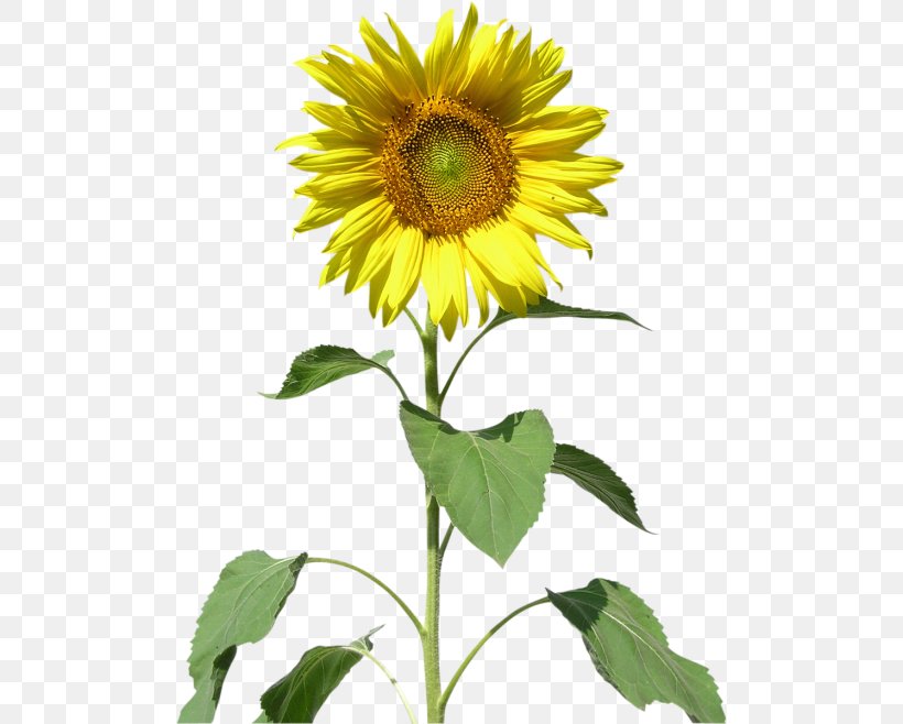 Common Sunflower Clip Art, PNG, 500x658px, Common Sunflower, Annual Plant, Daisy Family, Digital Image, Drawing Download Free