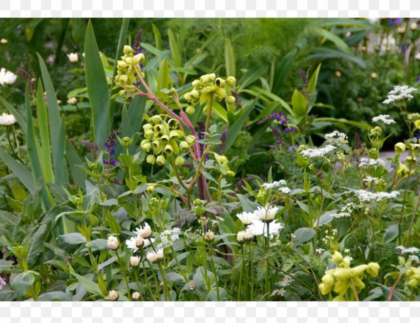 Herb, PNG, 970x747px, Herb, Flora, Flower, Grass, Plant Download Free