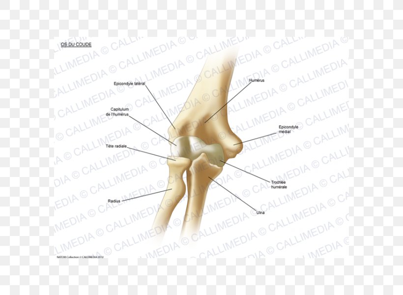 Thumb Elbow Bone Human Anatomy, PNG, 600x600px, Watercolor, Cartoon, Flower, Frame, Heart Download Free