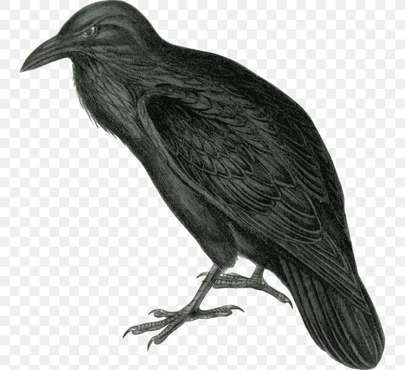 Clip Art Vector Graphics Common Raven Free Content, PNG, 740x750px, Common Raven, Beak, Bird, Crow, Crowlike Bird Download Free