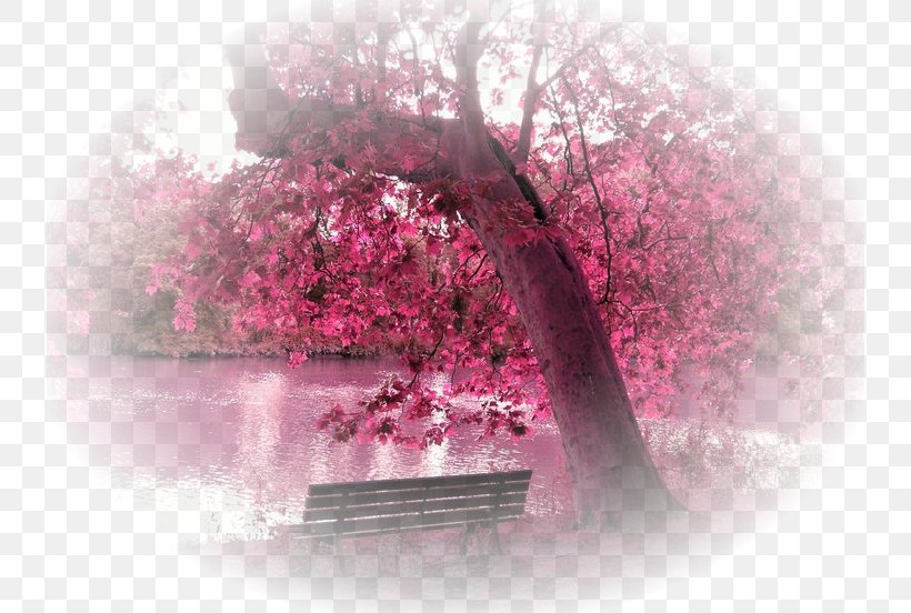 Desktop Wallpaper Image Display Resolution High-definition Television 1080p, PNG, 736x552px, 4k Resolution, 5k Resolution, Display Resolution, Blossom, Cherry Blossom Download Free