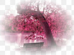 Natural Scenery Hd Pictures - Desktop Wallpaper Image Display Resolution High-definition Television 1080p PNG