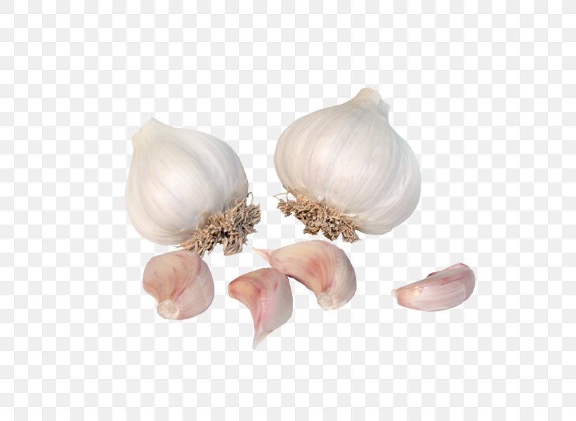 Elephant Garlic Shallot, PNG, 600x600px, Garlic, Elephant Garlic, Food, Ingredient, Onion Genus Download Free