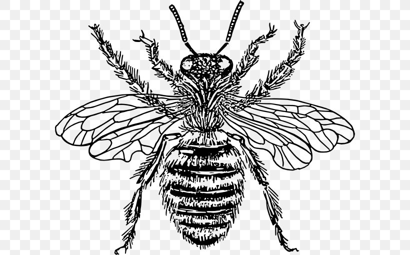 European Dark Bee Drawing Queen Bee Clip Art, PNG, 600x510px, Bee, Arthropod, Artwork, Beehive, Black And White Download Free