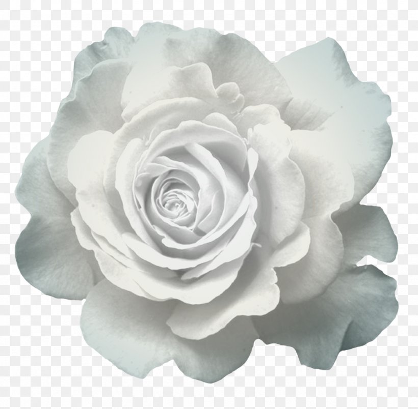 Garden Roses Cabbage Rose Cut Flowers Pink Flowers, PNG, 974x956px, Garden Roses, Anemone, Black And White, Cabbage Rose, Cut Flowers Download Free