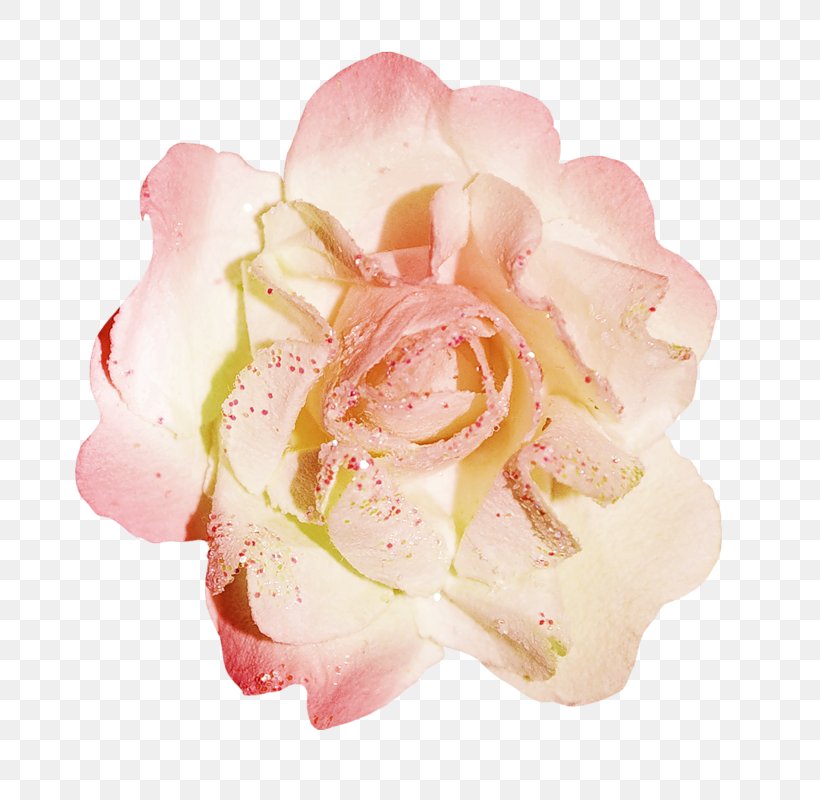 Garden Roses Cabbage Rose Floribunda Cut Flowers Petal, PNG, 784x800px, Garden Roses, Cabbage Rose, Cut Flowers, Floribunda, Flower Download Free