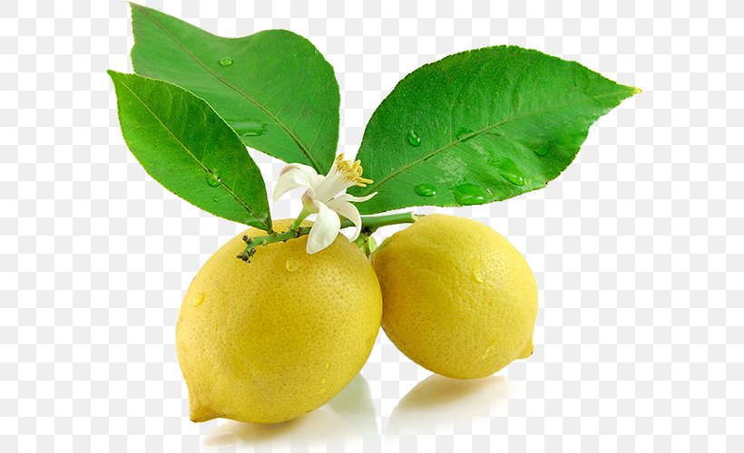 Lemonade Juice Persian Lime Food, PNG, 620x500px, Lemon, Aloysia Citrodora, Bitter Orange, Citron, Citrus Download Free
