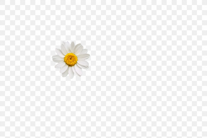 Oxeye Daisy Chrysanthemum Transvaal Daisy Cut Flowers Petal, PNG, 1920x1280px, Oxeye Daisy, Chrysanthemum, Cut Flowers, Flower, Meter Download Free