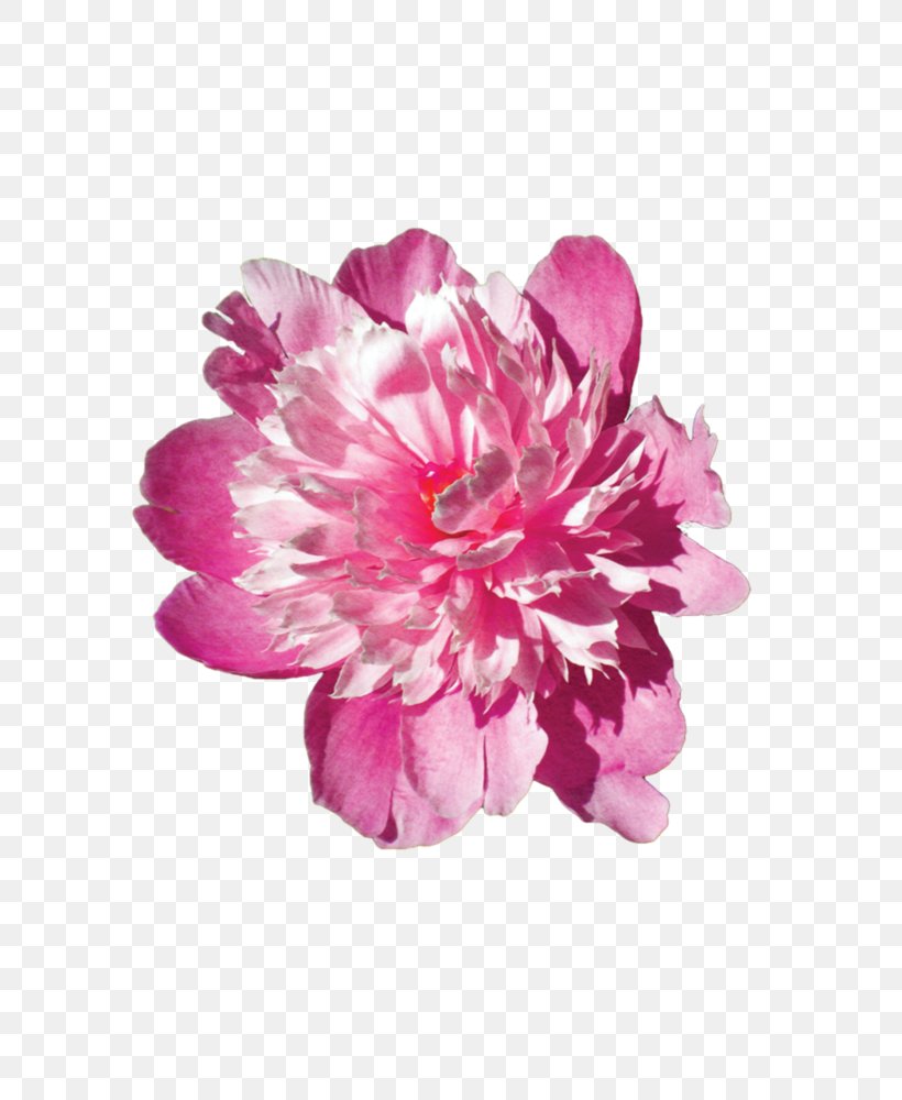 Pink Flowers Stock Photography Pink Flowers Floral Design, PNG, 800x1000px, Flower, Color, Cut Flowers, Drawing, Floral Design Download Free