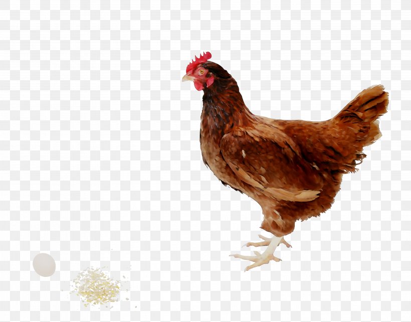 Rooster Chicken As Food Kifaranga Meat, PNG, 4173x3271px, Rooster, Animal, Animal Husbandry, Bead, Beak Download Free