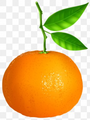 Orange - Tangerine Mandarin Orange Vegetarian Cuisine Clip Art PNG