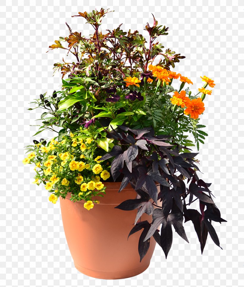 Flowerpot Annual Plant Hanging Basket Houseplant, PNG, 900x1060px, Flowerpot, Annual Plant, Chrysanthemum, Coleus, Cut Flowers Download Free