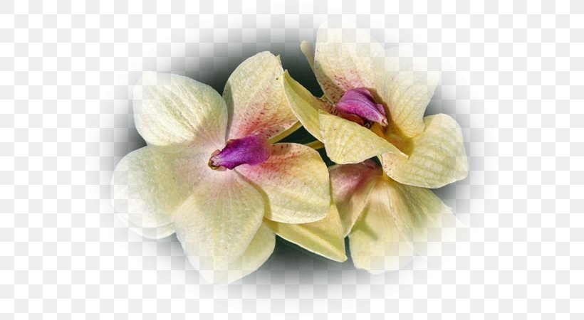 Moth Orchids Cut Flowers Dendrobium Petal, PNG, 600x450px, Moth Orchids, Cut Flowers, Dendrobium, Flower, Flowering Plant Download Free