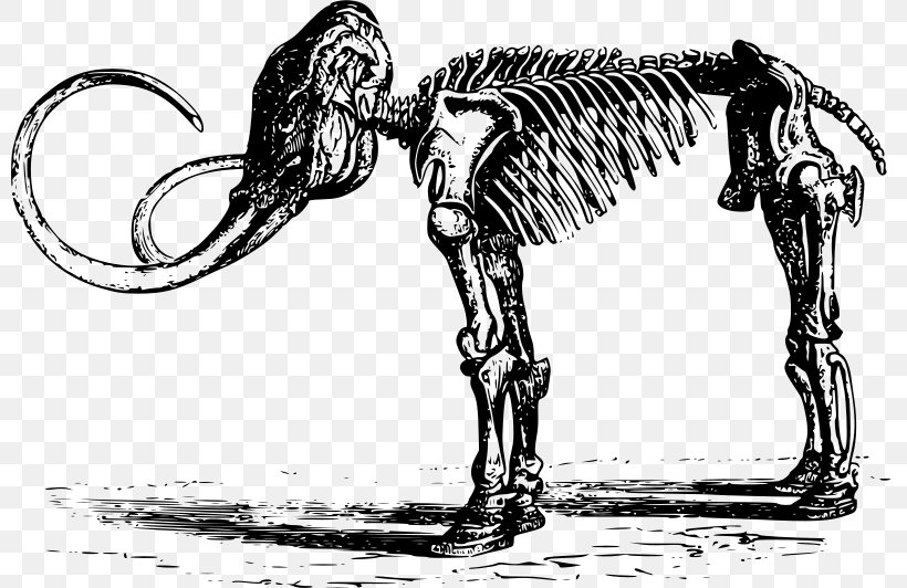 Woolly Mammoth Human Skeleton Dinosaur, PNG, 800x532px, Woolly Mammoth, Art, Black And White, Bone, Camel Like Mammal Download Free
