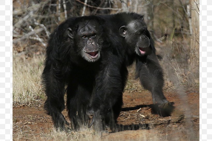 Common Chimpanzee Gorilla Monkey Chimps Inc. Ngamba Island Chimpanzee Sanctuary, PNG, 900x600px, Common Chimpanzee, Animal, Baby Chimpanzee, Chimpanzee, Fauna Download Free