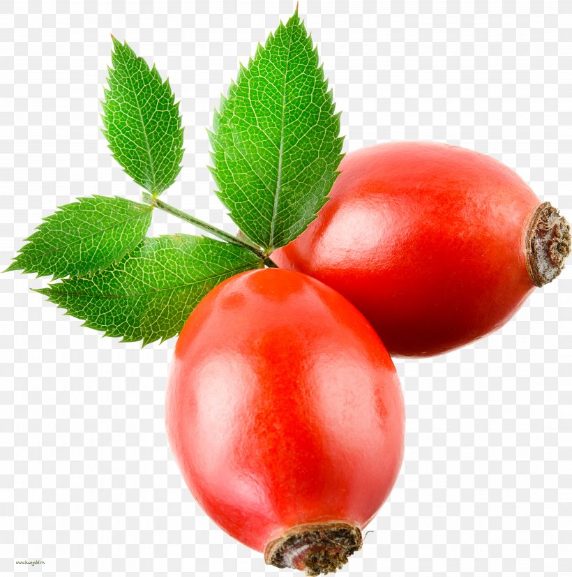 Plant Rose Hip Leaf Fruit Flower, PNG, 4173x4211px, Plant, Berry, Flower, Food, Fruit Download Free