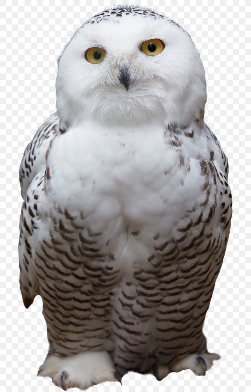 Snowy Owl Bird Of Prey Barred Owl, PNG, 703x1280px, Owl, Animal, Barn Owl, Barred Owl, Beak Download Free