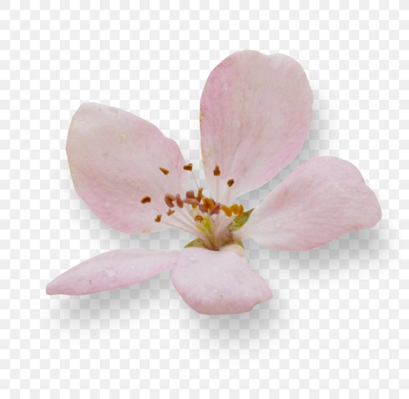 Cherry Blossom Petal ST.AU.150 MIN.V.UNC.NR AD, PNG, 800x800px, Blossom, Cherry, Cherry Blossom, Flower, Flowering Plant Download Free