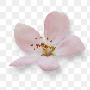 Cherry Blossom - Cherry Blossom Petal ST.AU.150 MIN.V.UNC.NR AD PNG