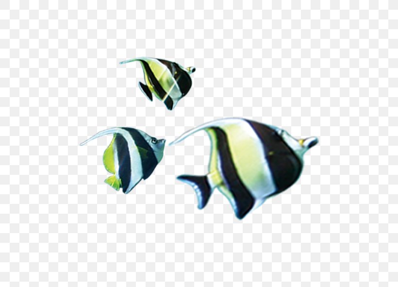 Clownfish Download, PNG, 591x591px, Clownfish, Copyright, Fashion Accessory, Fish, Google Images Download Free