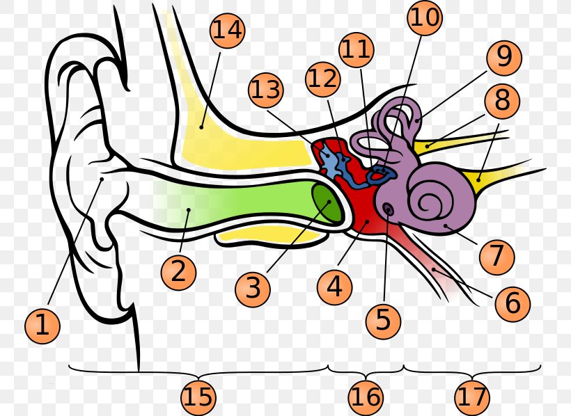 Eardrum Hearing Anatomy Middle Ear, PNG, 750x598px, Watercolor, Cartoon, Flower, Frame, Heart Download Free