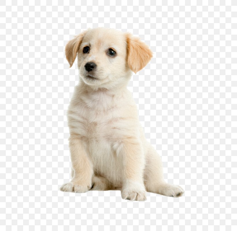 Labrador Retriever Golden Retriever Puppy Kooikerhondje Labradoodle, PNG, 591x800px, Labrador Retriever, Boston Terrier, Carnivoran, Companion Dog, Dog Download Free