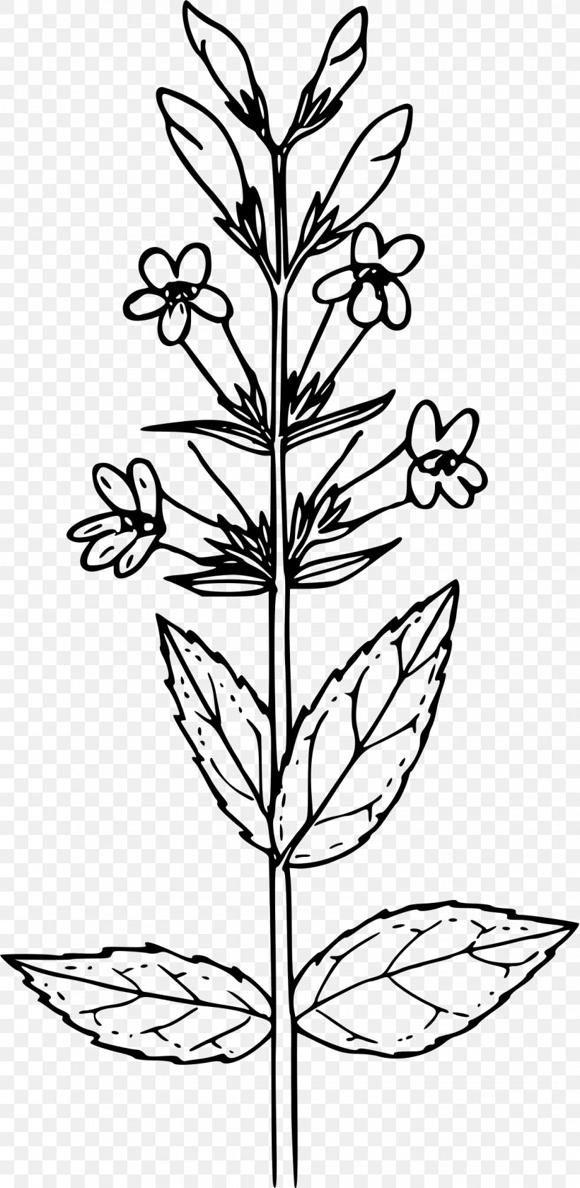 Mustard Plant Drawing Coloring Book Mustard Seed Black Mustard, PNG, 1172x2400px, Mustard Plant, Black And White, Black Mustard, Botanical Illustration, Botany Download Free