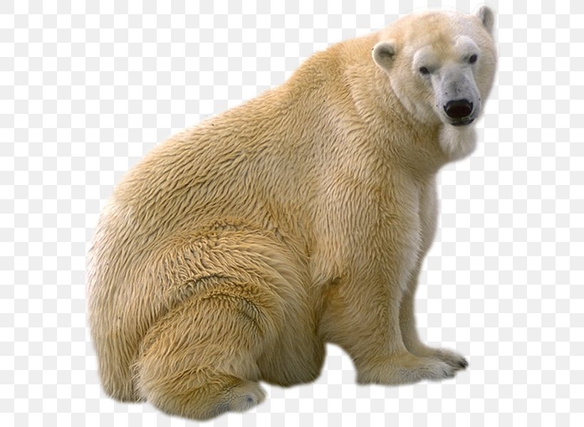 Polar Bear, Polar Bear, What Do You Hear? Brown Bear Giant Panda Gray Wolf, PNG, 593x600px, Polar Bear, Animal, Baby Polar Bears, Bear, Bears Download Free