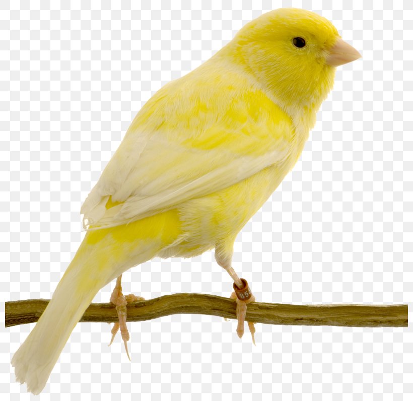 Red Factor Canary Yellow Canary Bird Swallow Columbidae, PNG, 800x796px, Red Factor Canary, American Goldfinch, Atlantic Canary, Beak, Bird Download Free