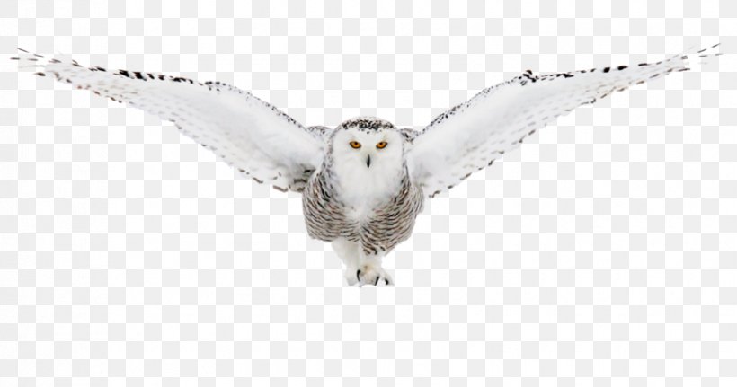 Snowy Owl Image Buy Enlarge Clip Art, PNG, 850x447px, Snowy Owl, Animal Figure, Barn Owl, Beak, Bird Download Free